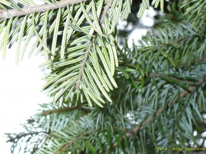 Abies nordmanniana